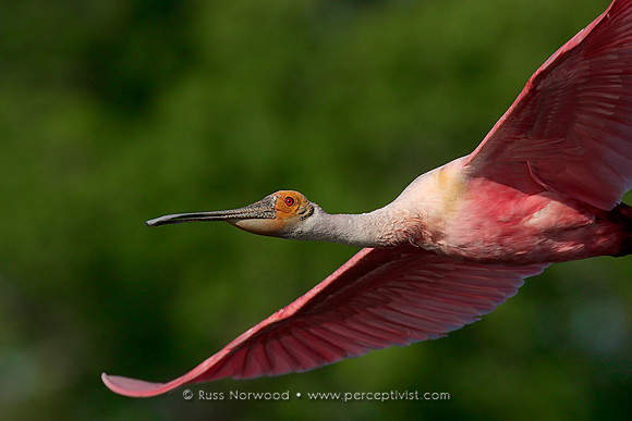 Spoonbill Flyby