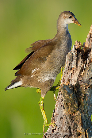 Juvenile Moorhen