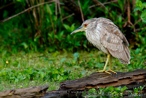 Black Crowned Night Heron Juvenile