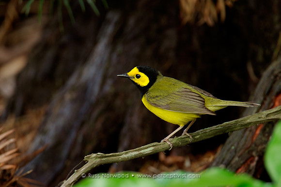 Hooded Warbler