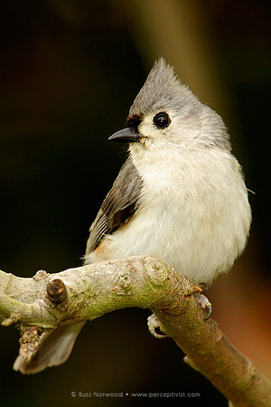 Tufted Titmouse