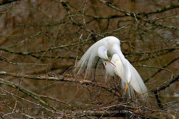 Great Egret Mated Pair