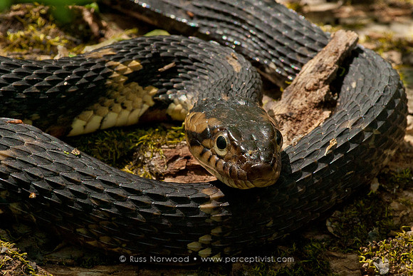 Broad Banded Watersnake