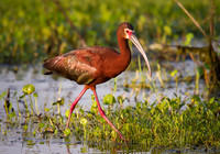 White Faced Ibis