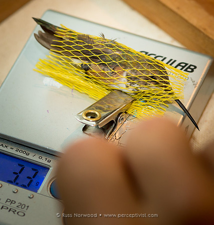 Rufous Weigh-in