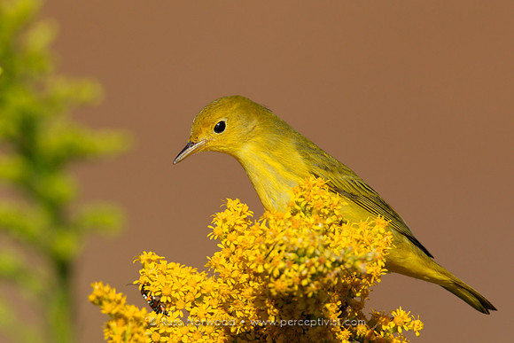 Migrating Yellow Warbler on Goldenrod