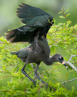 Juvenile White Faced Ibis