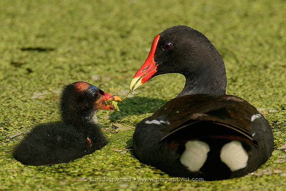Moorhen Feeding Young