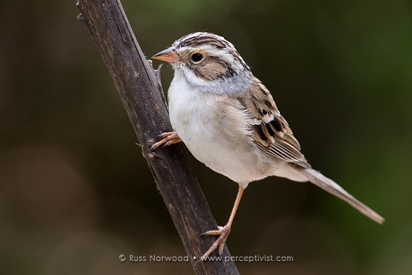 Clay Colored Sparrow