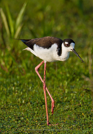 Black Necked Stilt