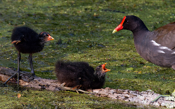 Moorhen Chicks Begging