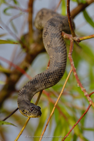 Diamondback Watersnake