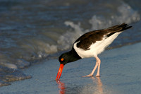 American Oystercatcher
