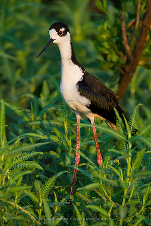 Black Necked Stilt