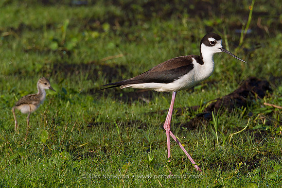 Adult Stilt with Chick