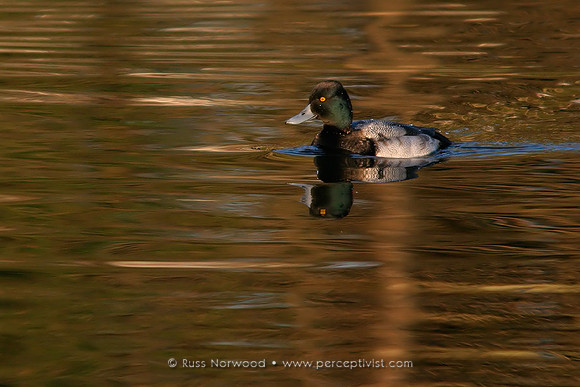 Scaup