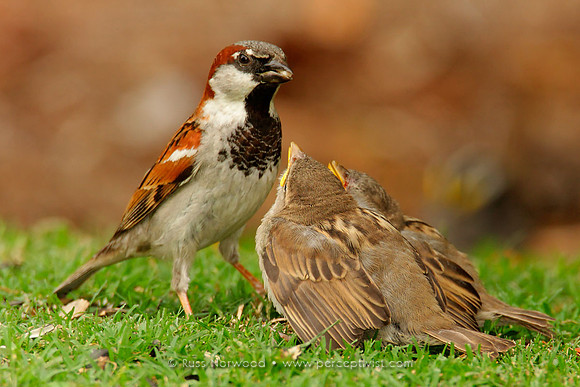 House Sparrow Feeding Young