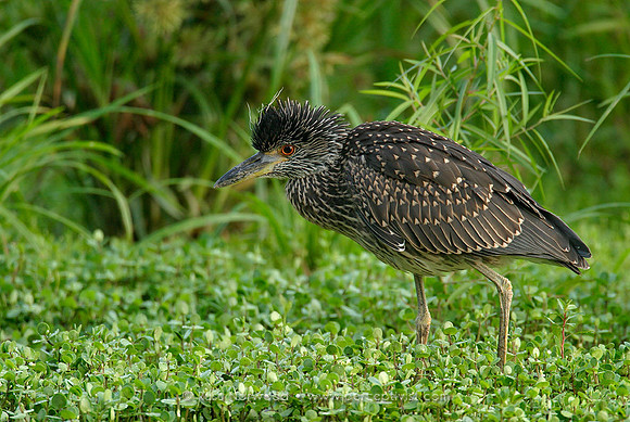 Yellow Crowned Night Heron Juvenile