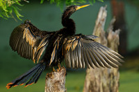 Anhinga Detail