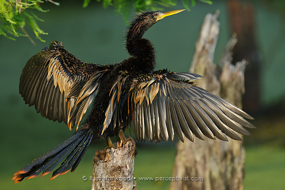 Anhinga Detail