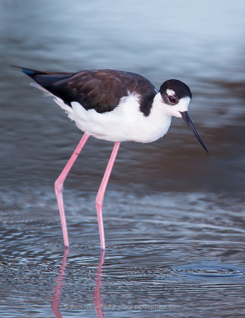 Stilt Hunting Breakfast