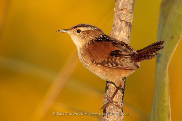 Marsh Wren