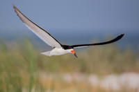 Skimmer Flight