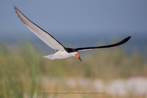 Skimmer Flight