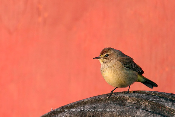 Palm Warbler, Tired