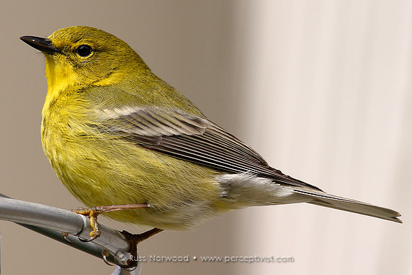 Pine Warbler