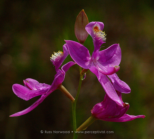 Wild Orchid