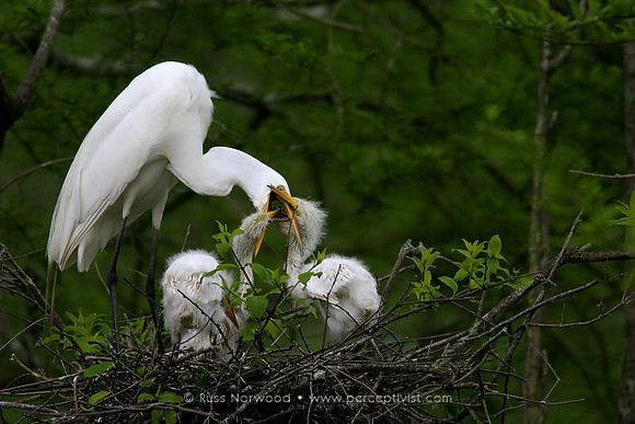 Feeding Time