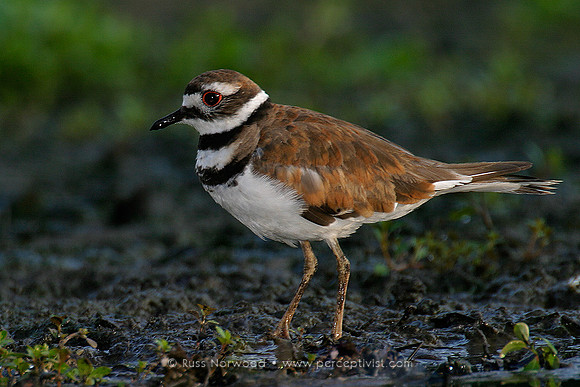 Killdeer