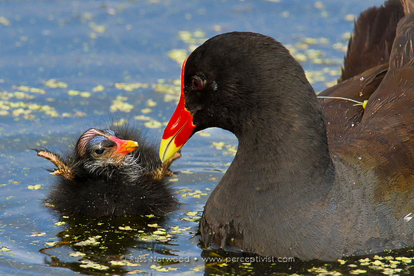 Moorhen Feeding Young Chick