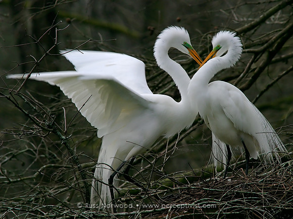 Great Egret Valentine
