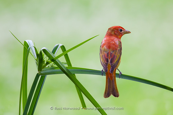 Summer Tanager