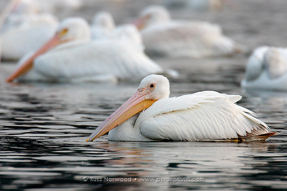 White Pelican