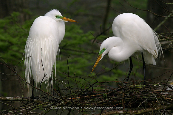 Nesting Great Egrets