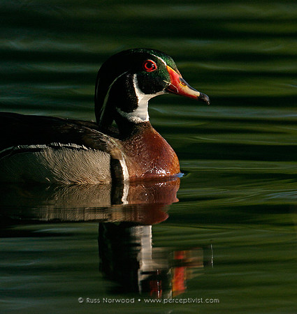 Wood Duck Male