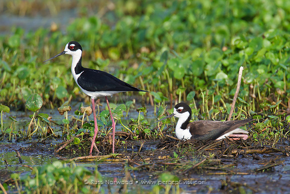 Black Necked Stilt Nest