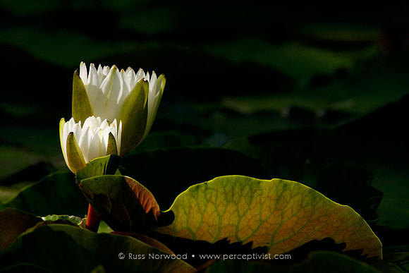 Vein Lilies