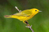 Yellow Warbler