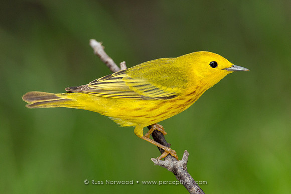 Yellow Warbler