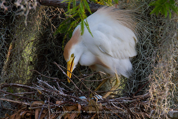 Cattle Egret on Nest