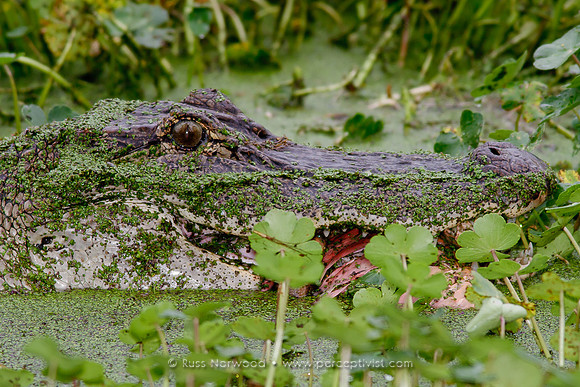 Alligator Eating Juvenile Spoonbill