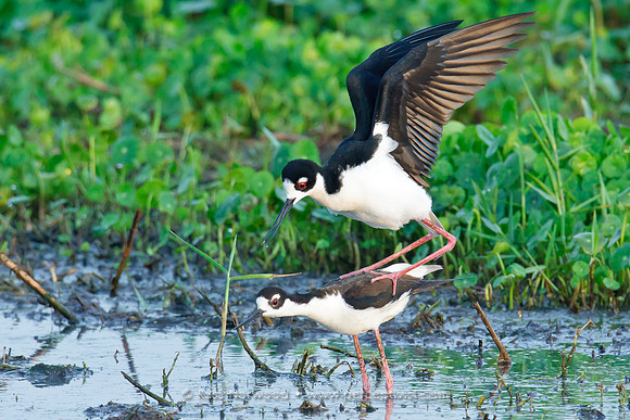 Black Necked Stilt Copulation Sequence