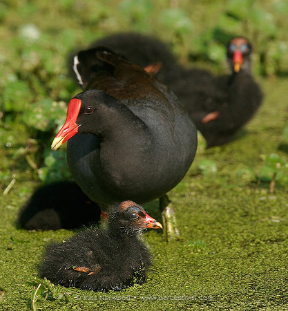 Moorhen with Chicks