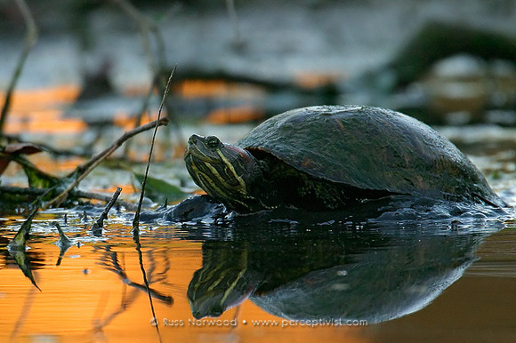 Red-Eared Slider, Female