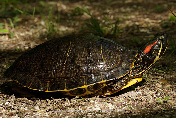 Red Eared Slider Female