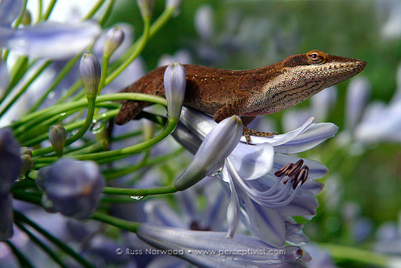 Common Anole on Agapanthus